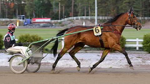 Imperator kilpaili 3-vuotiaana Ruotsista käsin Johan Untersteinterin valmentamana. Nyt se aloittaa Hannu-Pekka Korvelta.