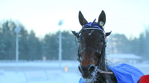 Juiceman on juossut urallaan 81 starttia totosijoin 23-15-11. Voittosumma on 96 204 euroa ja ennätys 11,2.