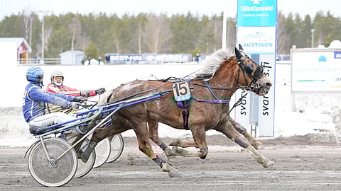 Naputus (15) puristaa maalisuoran taistossa niukasti ohi Virin Veijarista.