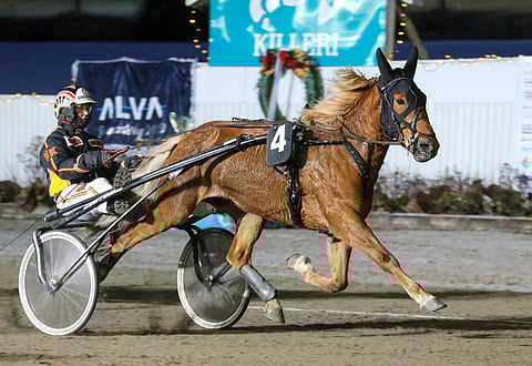 Harri Kotilaisen Liisan Tulilintu on maaanantain tammalähdön suosikki.
