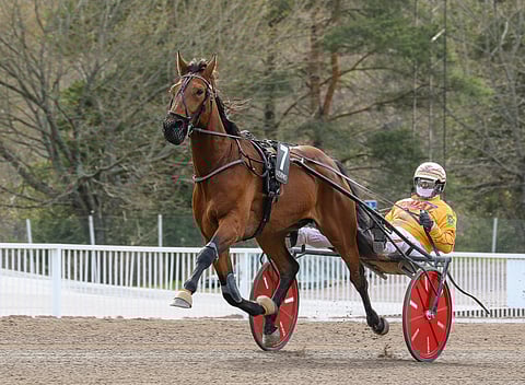 Bepi Bi vieraili Vermossa jo viime vuoden Finlandia-päivänä, mutta juoksu Glenn Kosmos Memorialissa pilaantui laukkaan.