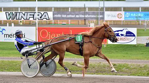 Mattilan Eemeli on voittanut seitsemästä startistaan peräti kuusi.