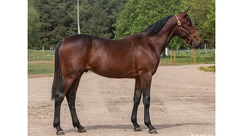 Ironic Man. Kuva: Elitauktion