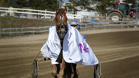 Mikko Huttusen ajama Lily voitti toukokuussa Kohti kuninkuusraveja -lähdön kotiradallaan Pilvenmäellä. Hallitseva kuningatar Suven Sametti jäi niukasti kakkoseksi.