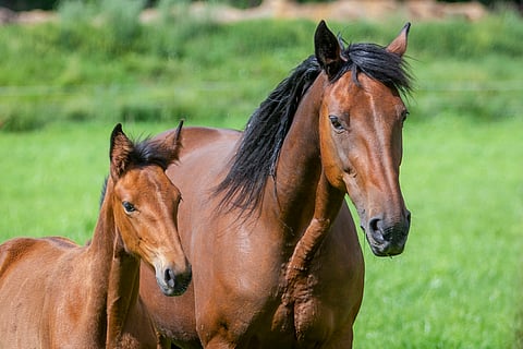 Tilatessaan tammalleen tuoresiementä toisesta EU-maasta, täytyy huolehtia, että tamman pitopaikka on varmennettu Traces-järjestelmään