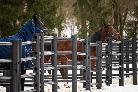 Uusi hevosten hyvinvointiasetus määrää muunmuassa päivittäisestä turpakosketuksesta ja uusien tallien tarhojen minimikoosta.