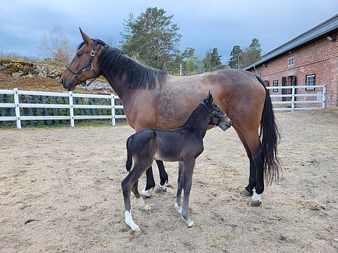 Maharajahin uudelleenvalinta kertoi Massi Stablen konsulttien olevan tyytyväisiä Massin esikoisvarsaan.