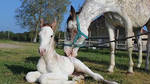 Diva de Nacre ja sen uusin orivarsa Minos des Charrons.