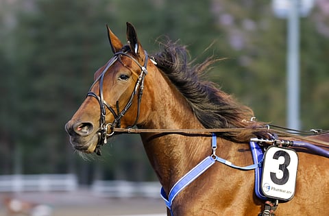 Magic Madonna on yksi Pekka Korven kolmesta tämän vuoden Stakes-finalistista.