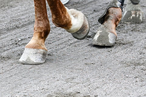 Kengättä kilpailemisen vaikutuksia hevosen hyvinvointiin lyhyellä ja pitkällä aikavälillä halutaan tutkia vielä tarkemmin.