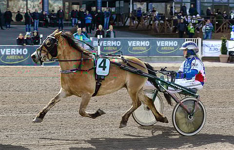 Ilona Rekilän Odd Molly on Gotlanninruss, eli se kilpailee B-poneissa, joiden säkäkorkeus saa olla korkeintaan 130cm. A-poneilla raja on 107 cm.