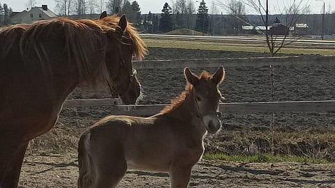 Akaasia ja tuore tammavarsa nauttivat elostaan Kurikassa.