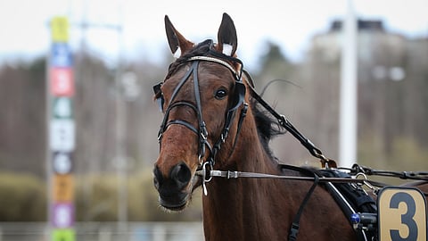 Quandary Tile on yksi Koivusen tallin valttikorteista illan Toto65-kierroksella.