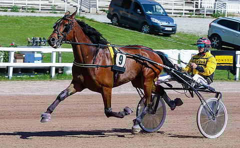 Matti Nisosen valmentama Radetzky on löytänyt itsensä ja näytti sen Jokimaalla 9.6.2022.