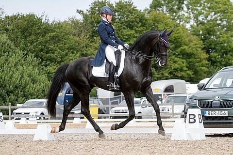 Ironman H on näyttävä hevonen.