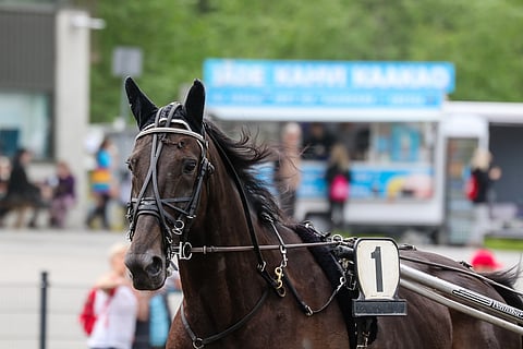 No Limit Royalty hakee kauden päätöskisastaan arvokasta voittoa.