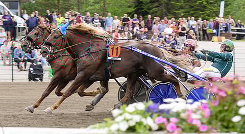 Parvelan Retu kohtaa juhannuksena ensimmäistä kertaa ulkomaiden kylmäverieliitin.