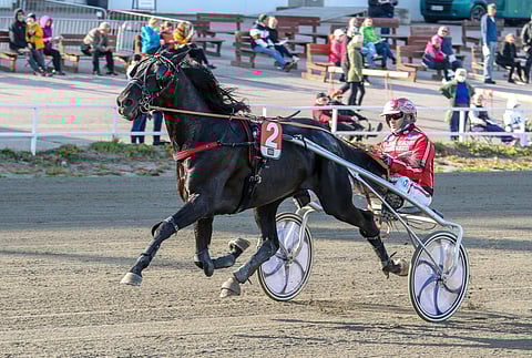 Lamujoen Perhekodit Oy:n kasvattien lippulaiva Asterisque on tällä hetkellä kilpailutauolla.