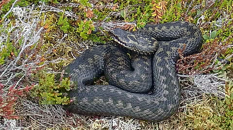 Kyy voi purra hevosta.