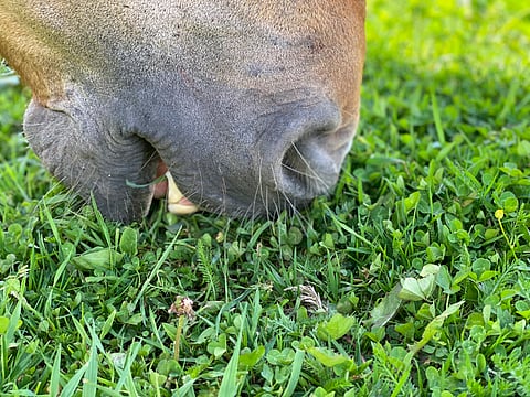 Heisimato leviää hevosesta toiseen laidunkauden aikana.