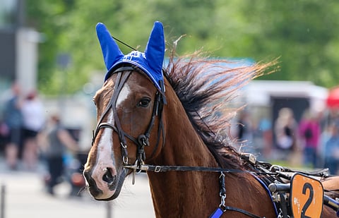 Kovassa kunnossa pitkään ollut Farzad Boko sai tauluunsa hyvin ansaitun meriitin.