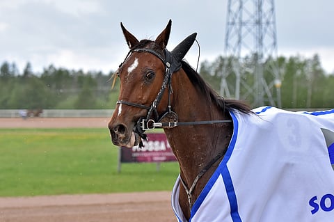 Smokin Ride pisti parastaan Kajaanissa. Se palkittiin hienolla Toto75-voitolla.
