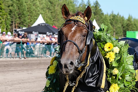 Ravikuningas Evartin voittojuoksut kerää suurimmat katsojaluvut myös TotoTV:n videoarkistossa.