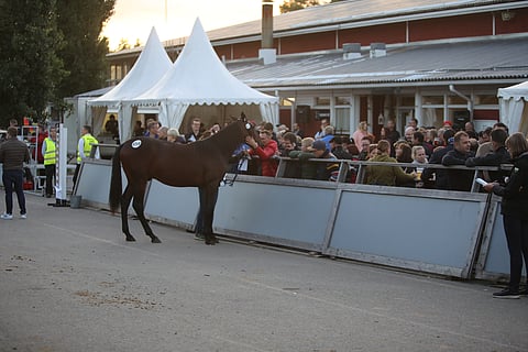Ypäjän huutokauppa järjestetään 9. syyskuuta.