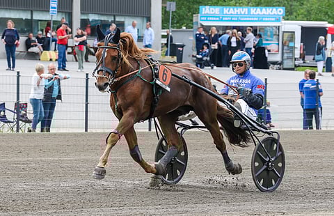 Herra Heinämies, jota kuvassa ohjastaa Henri Bollström, mutta kuninkuuskilpailussa Ville Pohjola.