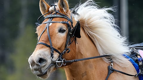 Pertti Niveri kertoo Hulluduunarin kuulumisia.