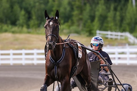 Etta Pakkasen valmentama Deangelo päättää taukonsa keskiviikkona Toto65-pelin avauskohteessa.