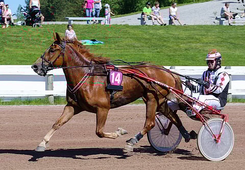Piskon Pouta ja Kimmo Määttänen olivat monen ravikatsojan symppisvaljakko.