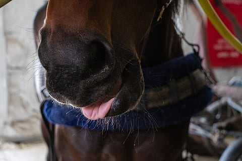 Ravihevosten suuvaurioita on tutkittu lisää.
