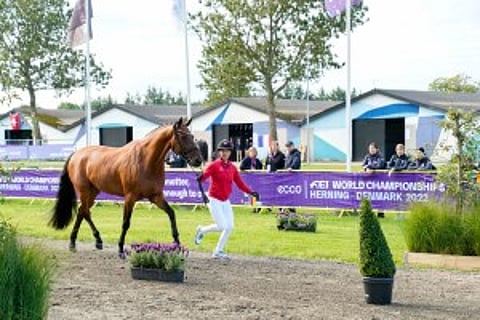 Tässä voittajasuosikki Vamos Amigo vet checkissä.