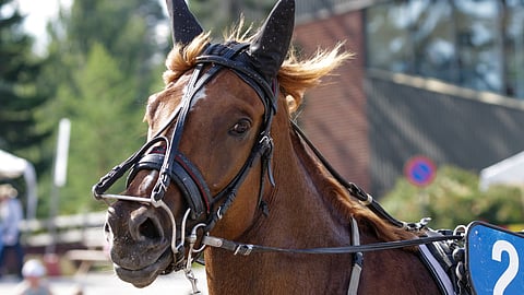 Liekehtii on ravilla kova vastus muille Toto65-pelin toisessa kohteessa.