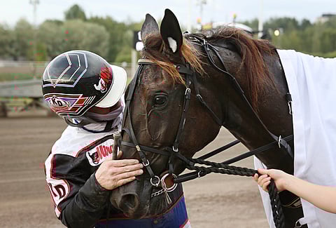 Kenneth Danielsenin tähtitamma Dusktodawn Boogie on Villinmiehen Tammakilvan karsintojen suurin suosikki.