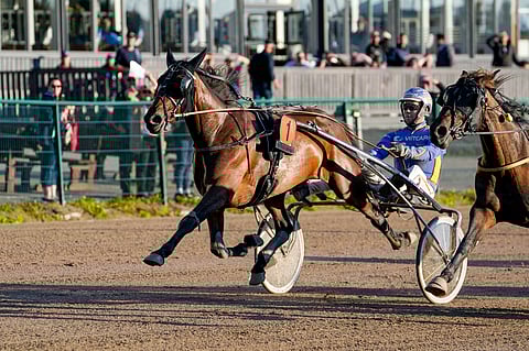 Bluehill's Sparkle on tottunut menestymään myös Mikko Huttusen ohjastamana.