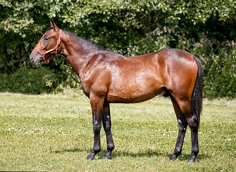 Livorno myytiin 850 000 kruunulla.