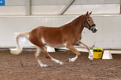 Savelan Noita on raamikas tamma.