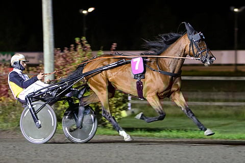 Iikka Nurmonen raportoi, että Velvet Goldilla on kaikki hyvin ennen lauantaita, mutta taktisiin asioihin hän ei vielä ota kantaa. "Villinmiehen Tammakilpa on mielenkiintoinen kisa, joka harvoin menee ihan käsikirjoituksen mukaan", Nurmonen sanoo. "Timon ohjeiden mukaan valmistaudutaan. Hän päättää myös varusteet.