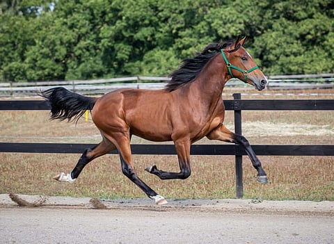 Orivarsa Explosive Caviar pinkaisee raviin huutokauppavideolla. Pakkasia kiinnosti erityisesti sen hieno emänsuku. Kuva: