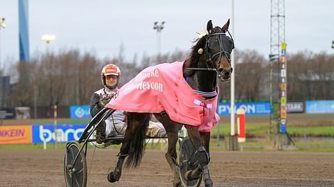 Stick Match on yksi huutokaupattavista hevosista.