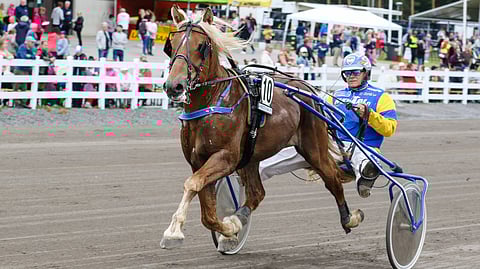 5-vuotias ori Karlas palaa tauolta suoraan ideavihjeen suosikiksi.