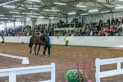 Perjantaina Ypäjällä kaupataan yli 100 varsaa.