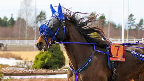 BWT Ellospank muutti maanantaina Esa Ylilammin valmennukseen.