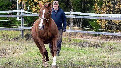 Actea Rich pyrähtää nopeasti takaisin tarhan portille, kun Jyrki Sojakka päästää tamman otteestaan.