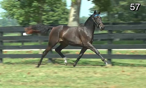 Näyttävä tamma Epoch ravaa rytmikäästi Huntertonin huutokauppavideolla. Kuvakaappaus