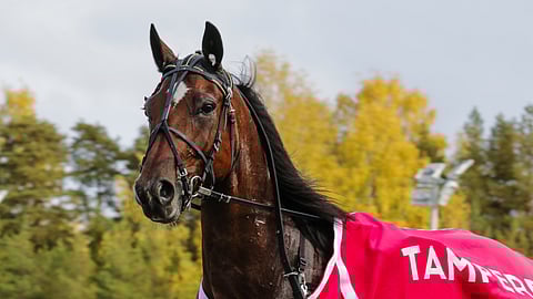 Voitokas Astrum kelpaa tauolltakin varmaksi.