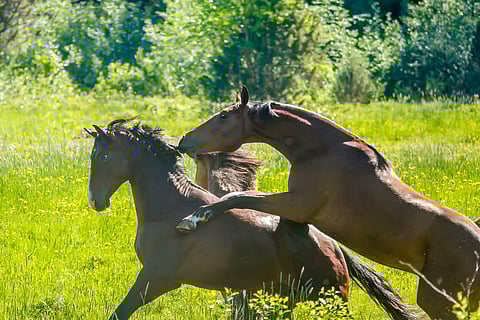 Luun muodostumista, vahvistumista ja tiivistymistä tapahtuu vain nuorella, kasvavalla eläimellä.
