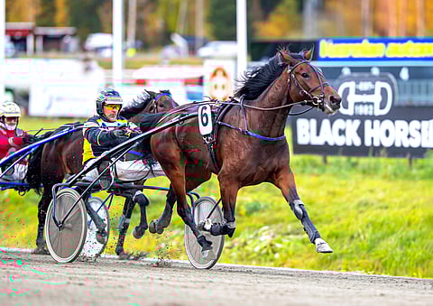 Joe's Hilda Who on voittanut lyhyellä urallaan jo kolmesti.